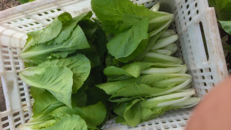 青岛新鲜奶白菜，大量上市，品质保障，欢迎咨询