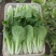 青岛新鲜奶白菜，大量上市，品质保障，欢迎咨询