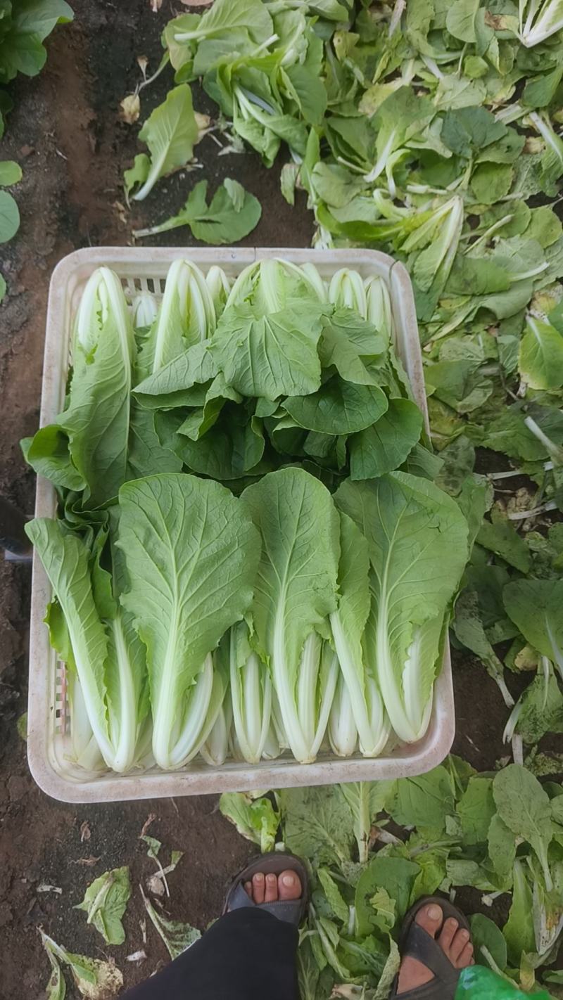 青岛新鲜奶白菜，大量上市，品质保障，欢迎咨询