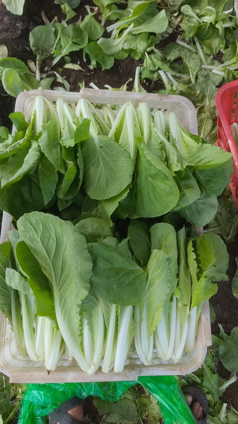 青岛新鲜奶白菜，大量上市，品质保障，欢迎咨询