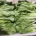 青岛新鲜奶白菜，大量上市，品质保障，欢迎咨询