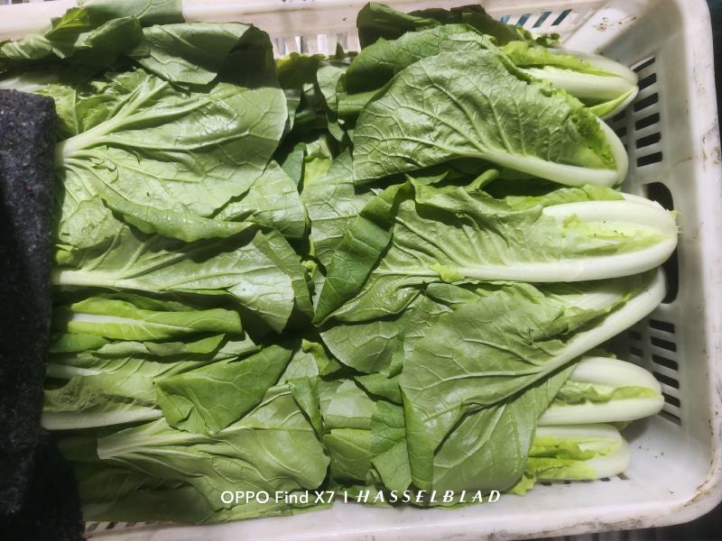 青岛新鲜奶白菜，大量上市，品质保障，欢迎咨询