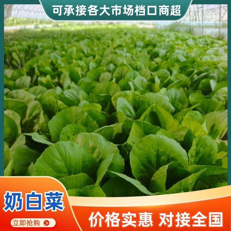 青岛新鲜奶白菜，大量上市，品质保障，欢迎咨询