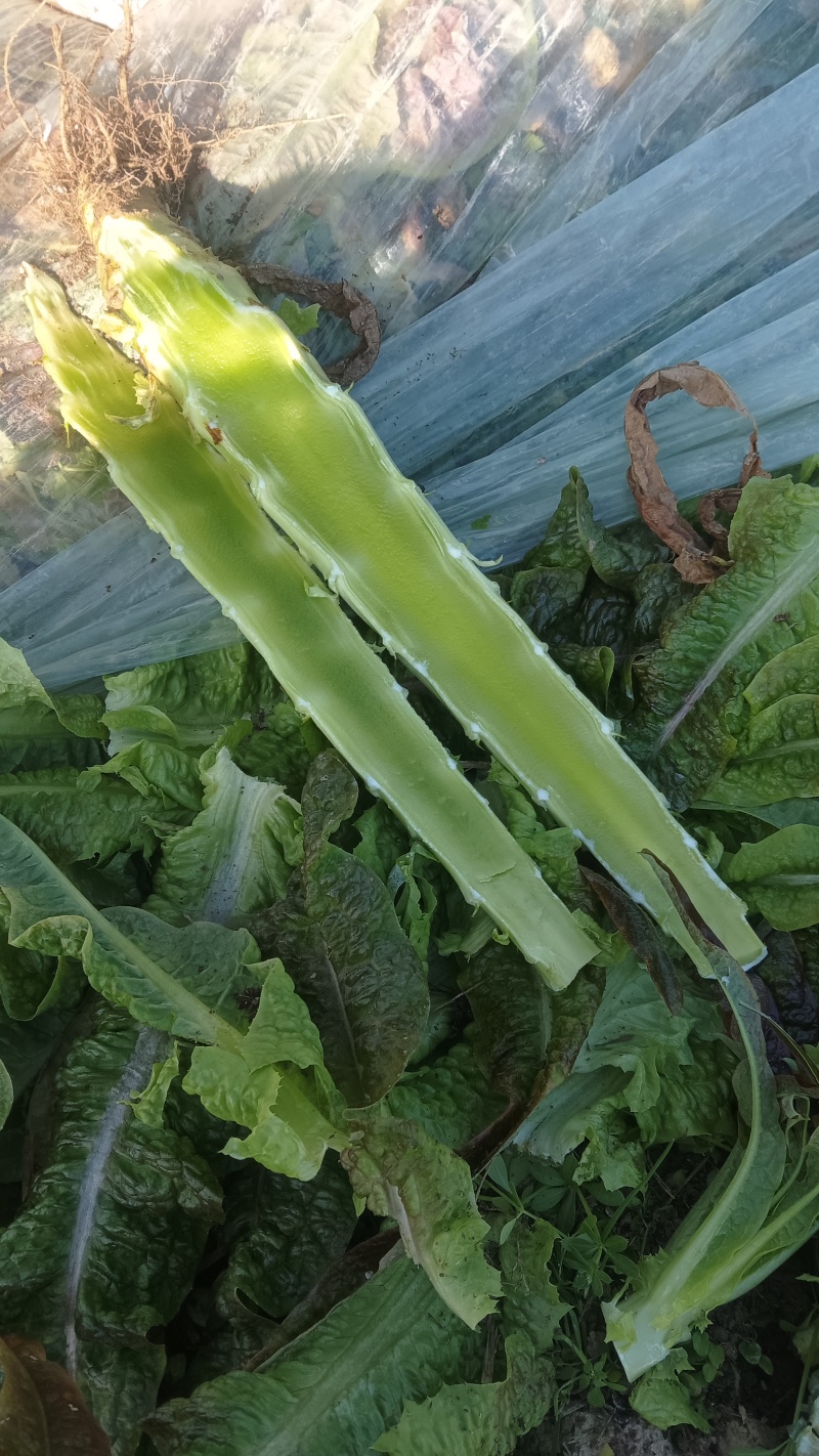 莴苣杆子大量供应中，保质保量，代发代办