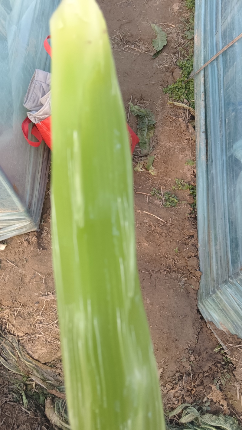 莴苣杆子大量供应中，保质保量，代发代办