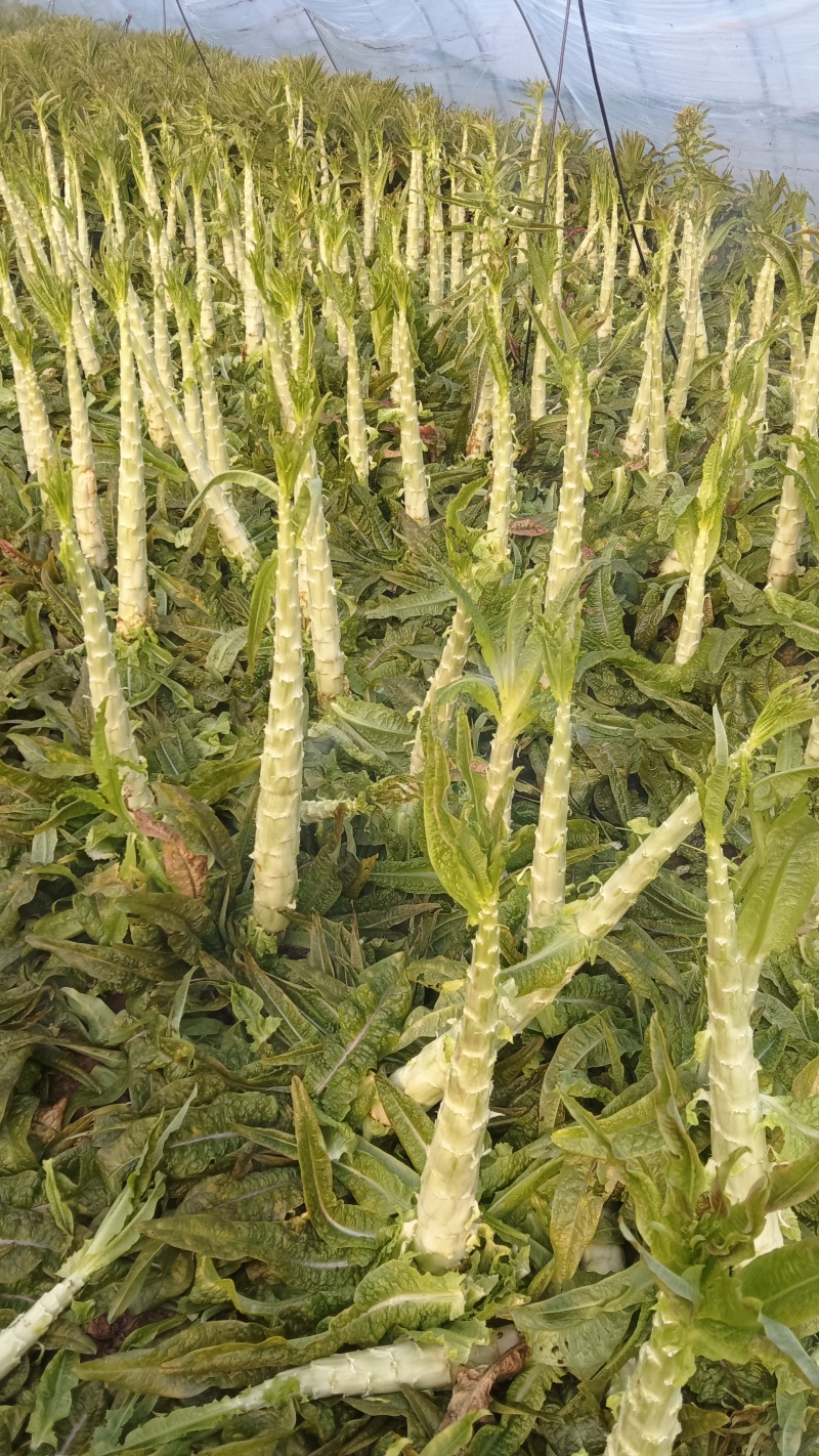 莴苣杆子大量供应中，保质保量，代发代办