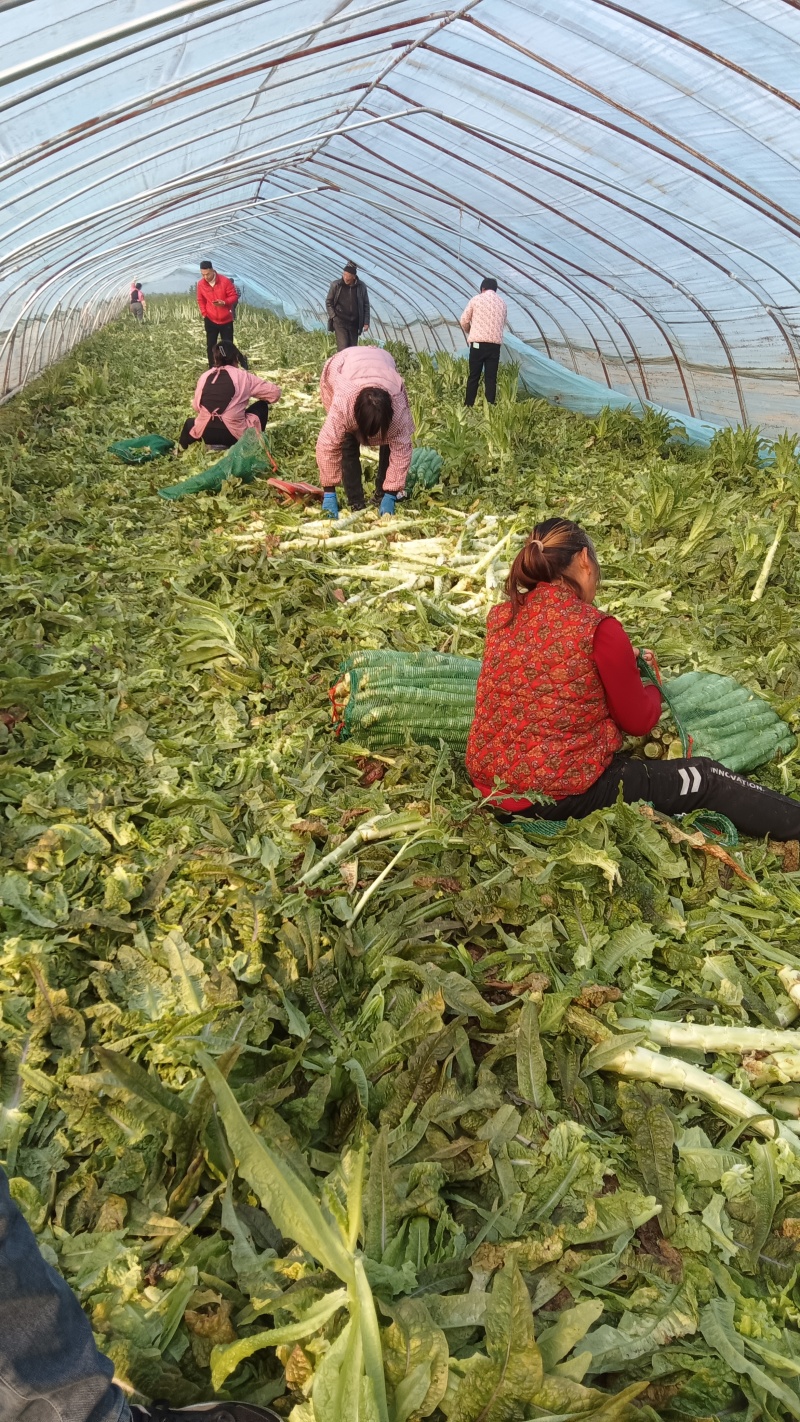 莴苣杆子大量供应中，保质保量，代发代办