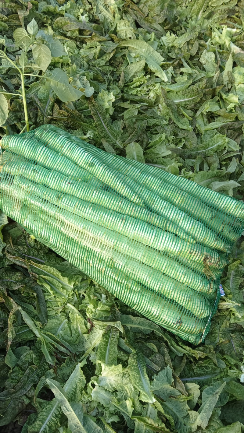 莴苣杆子大量供应中，保质保量，代发代办