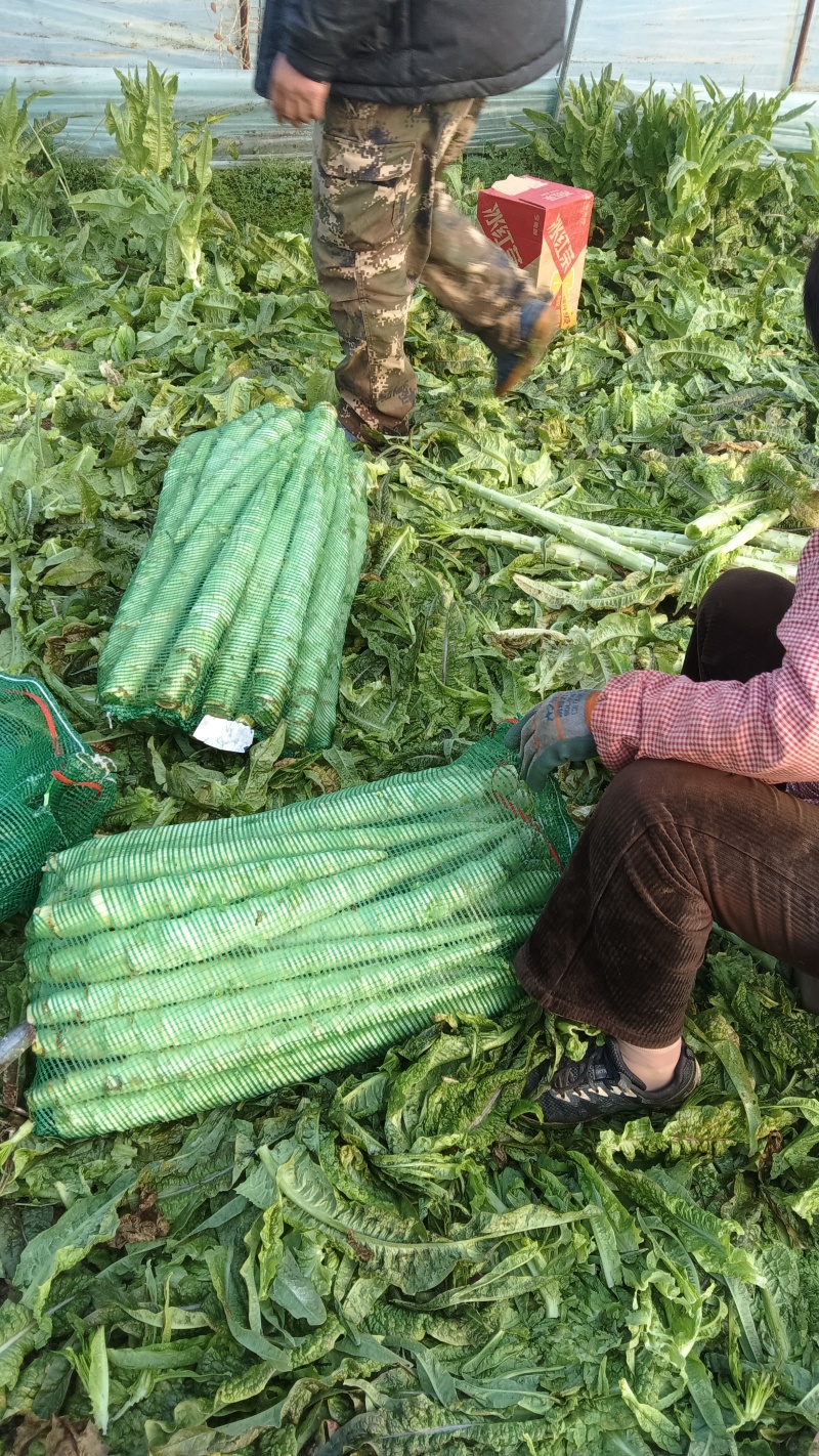 莴苣杆子大量供应中，保质保量，代发代办