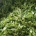 遂川狗牯脑绿茶
