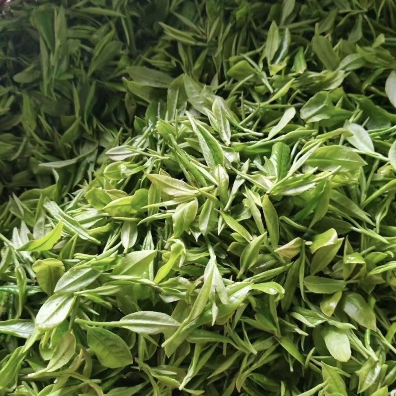 遂川狗牯脑绿茶