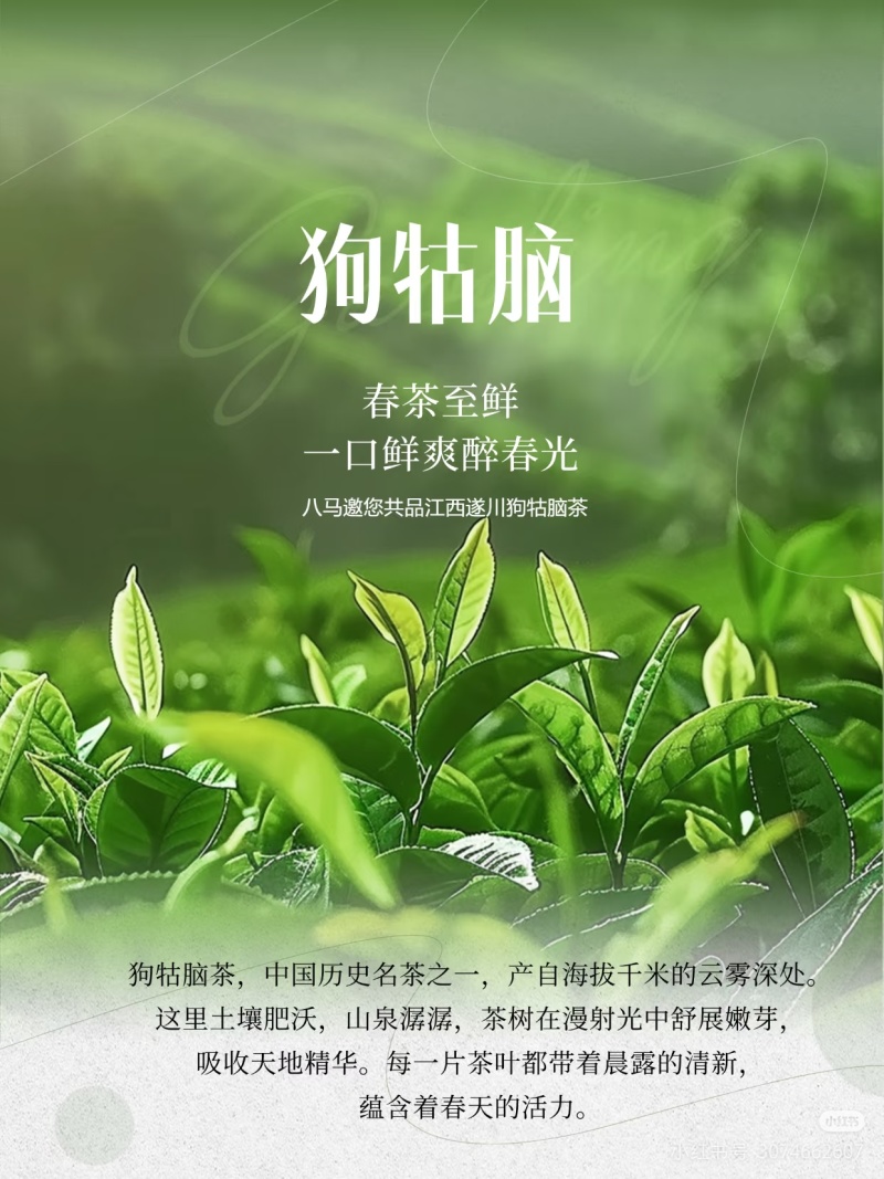 遂川狗牯脑绿茶
