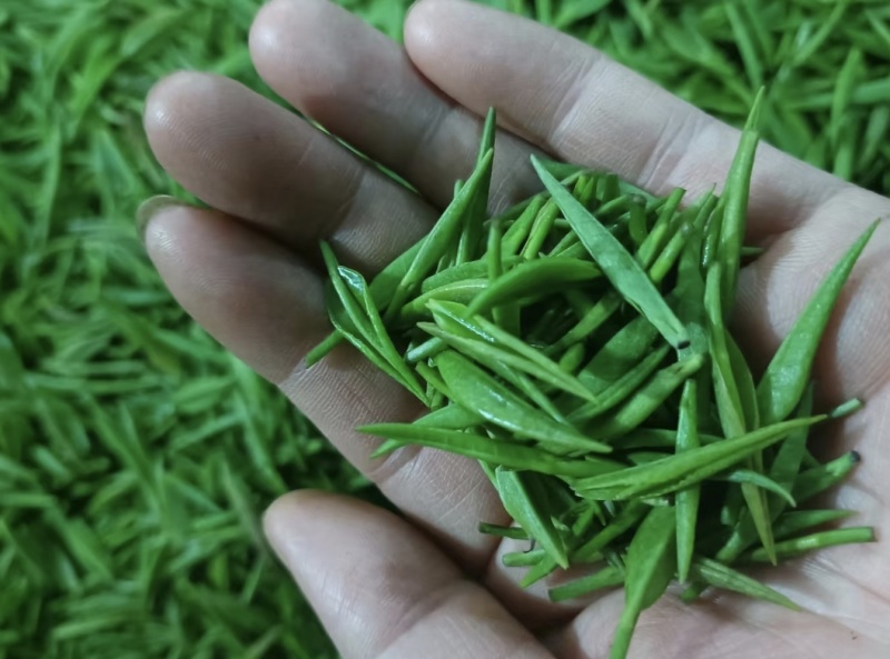 遂川狗牯脑绿茶