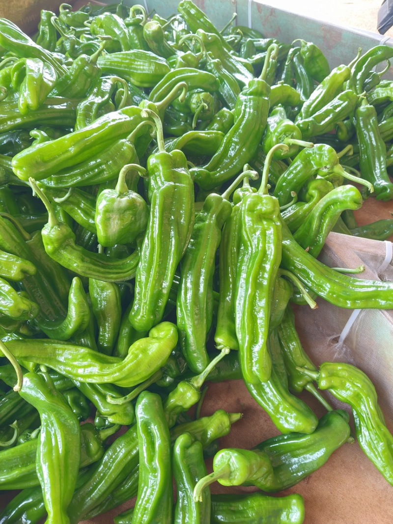 芜湖椒皮表光滑协助装车今年新货大量有货