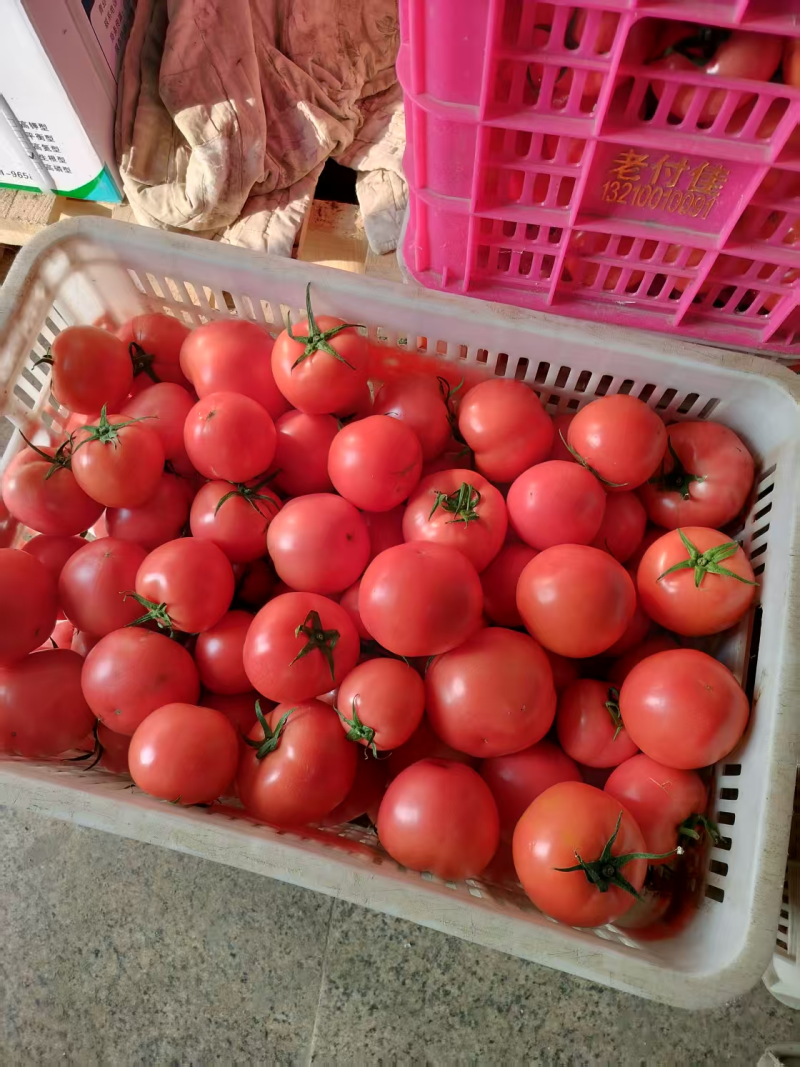 【热卖】硬粉西红柿高密市西红柿大量上市保质保量