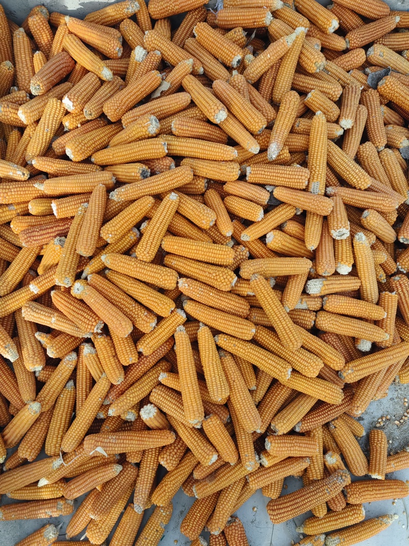 老品种灯笼红玉米