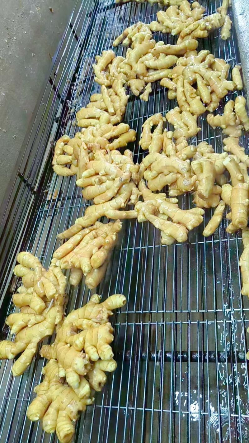盖州大姜，