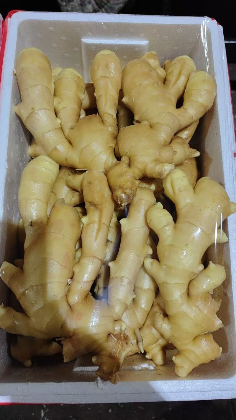 盖州大姜，