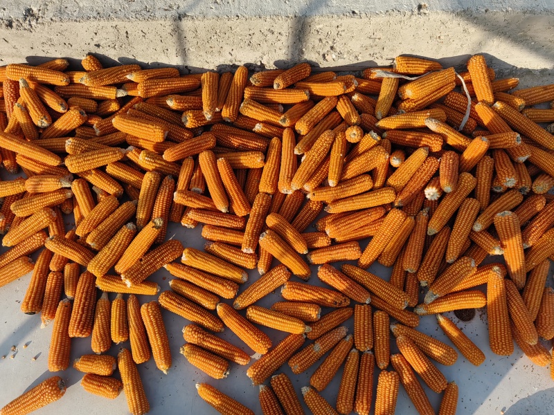老品种灯笼红玉米