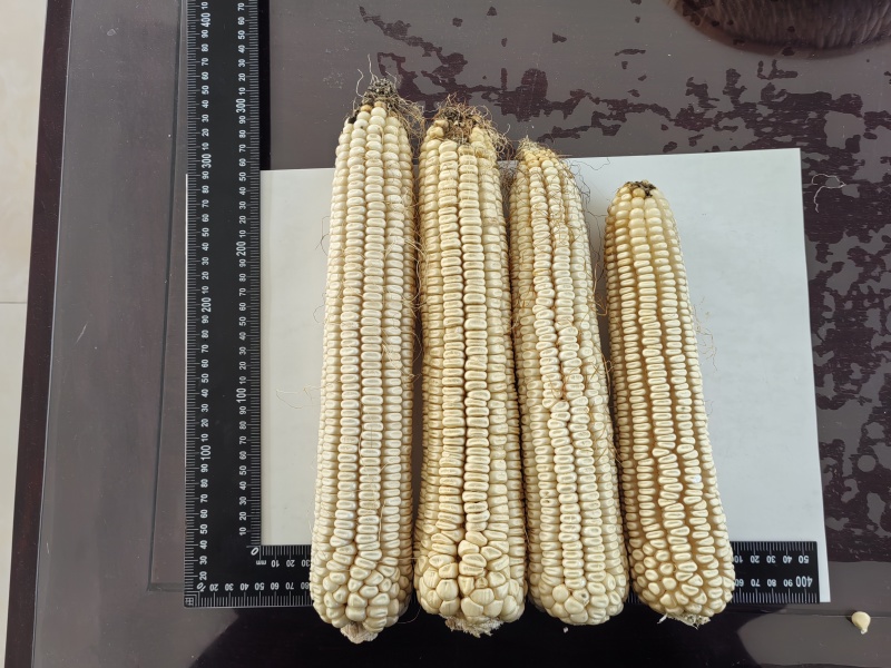 老品种白马牙玉米