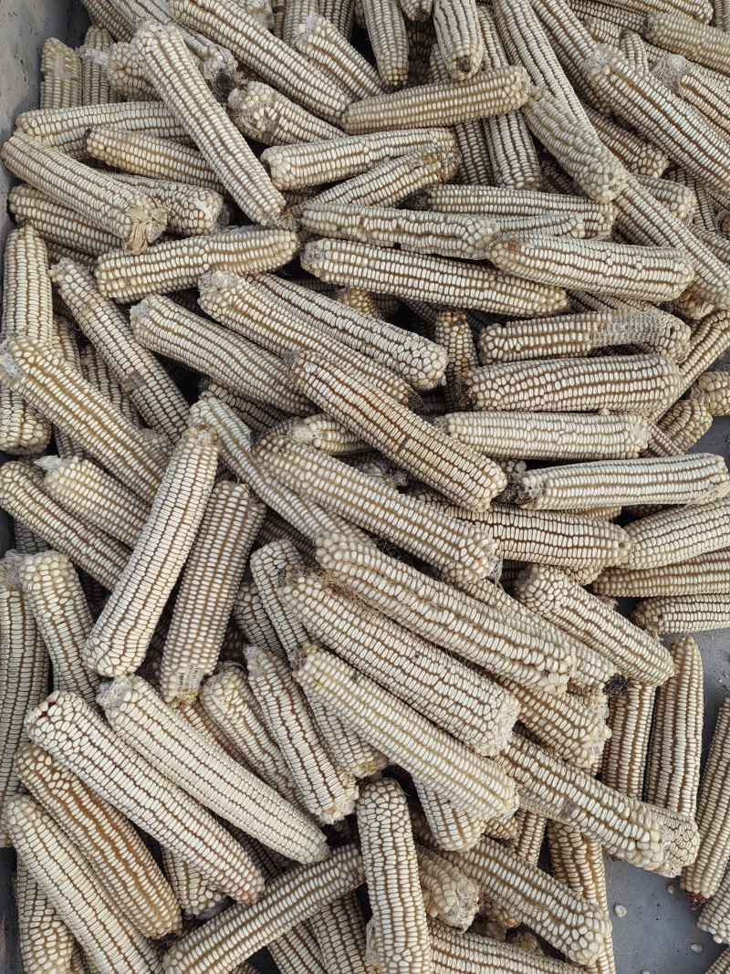 老品种白马牙玉米
