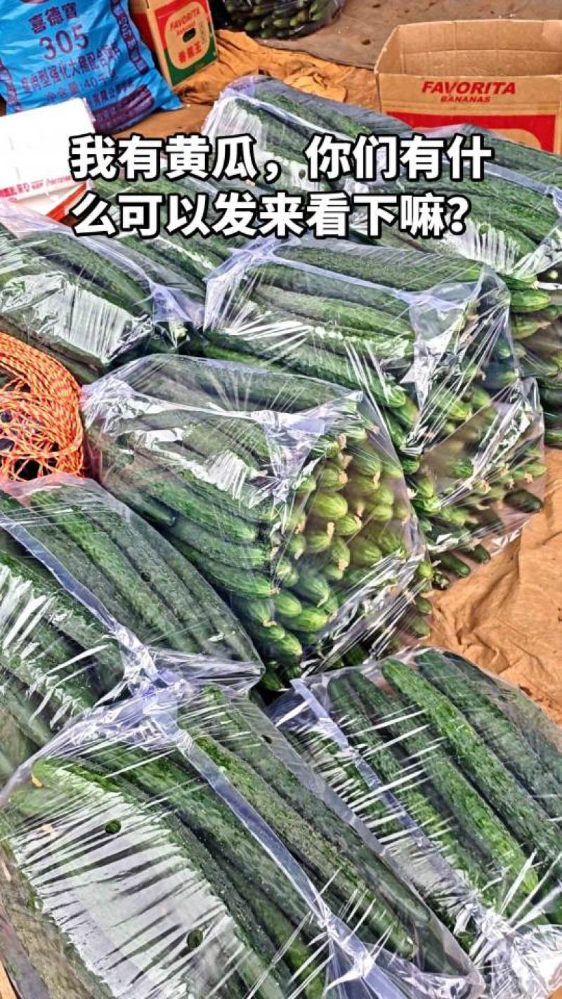 黄瓜5毛钱一斤，大量上市，9米6，随便安排