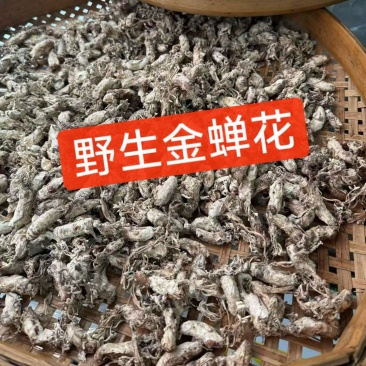 金蝉花野生金蝉花河源金蝉花和平金蝉花
