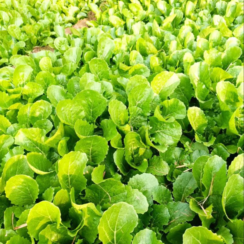 《小白菜》河北暖棚精品小白菜/全国商超/市场档口