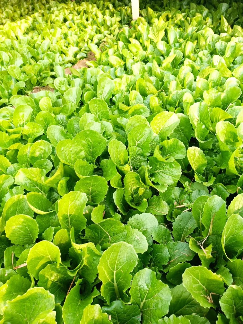 《小白菜》河北暖棚精品小白菜/全国商超/市场档口