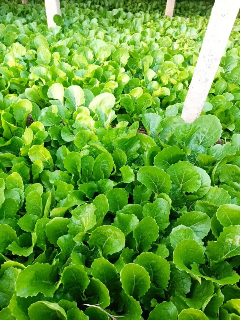 《小白菜》河北暖棚精品小白菜/全国商超/市场档口