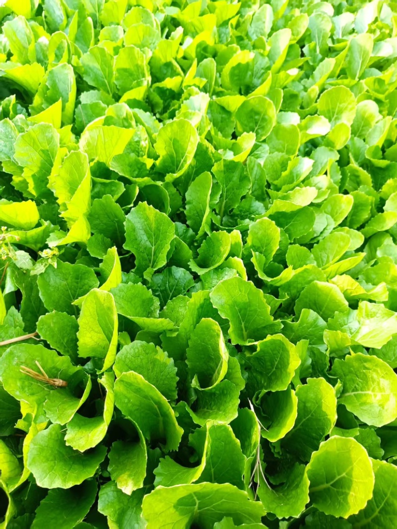 《小白菜》河北暖棚精品小白菜/全国商超/市场档口