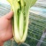 《小白菜》河北暖棚精品小白菜/全国商超/市场档口