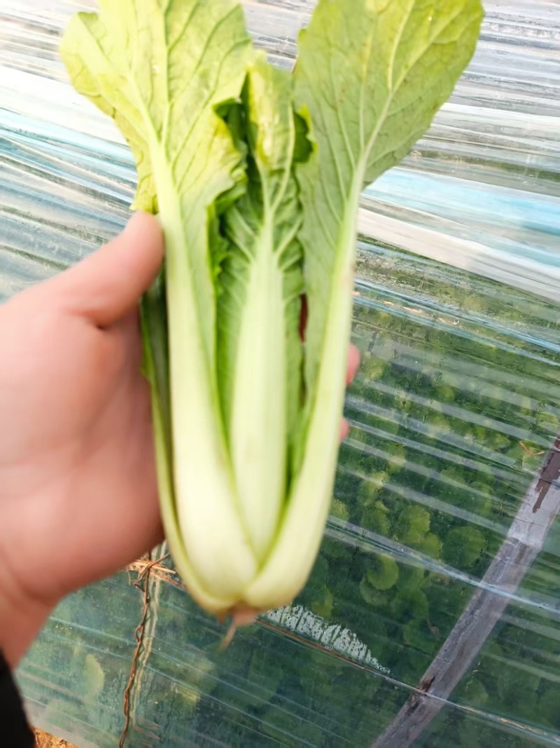 《小白菜》河北暖棚精品小白菜/全国商超/市场档口