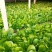 《小白菜》河北暖棚精品小白菜/全国商超/市场档口