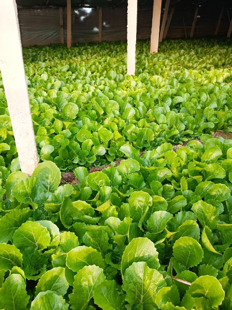 《小白菜》河北暖棚精品小白菜/全国商超/市场档口