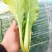 《小白菜》河北暖棚精品小白菜/全国商超/市场档口
