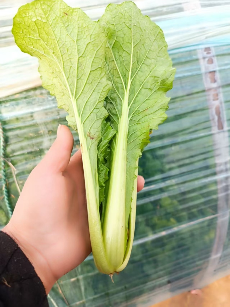 《小白菜》河北暖棚精品小白菜/全国商超/市场档口