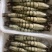 东山岛活冻黑虎虾250g/盒10-12只通货可代发