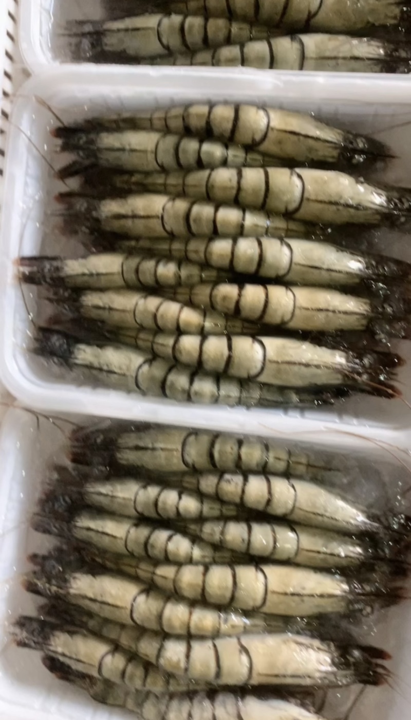 东山岛活冻黑虎虾250g/盒10-12只通货可代发