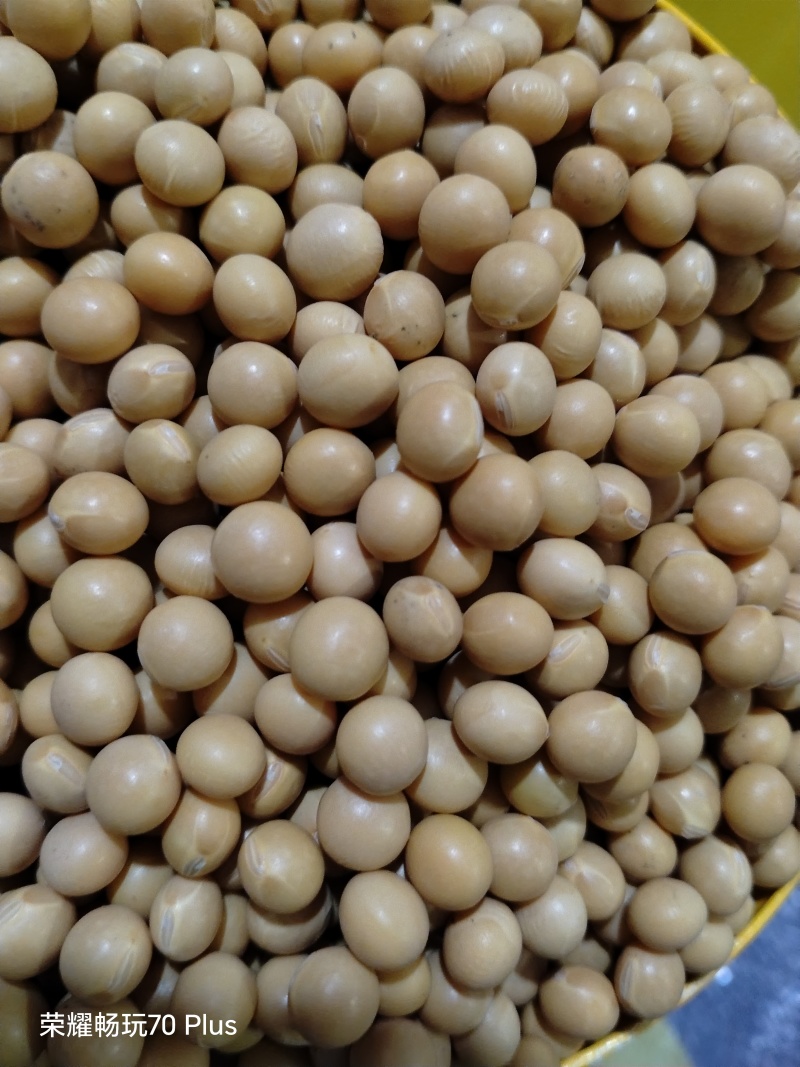 内蒙古高源大豆，适合打豆浆，生豆芽，做豆制品，味美香甜。