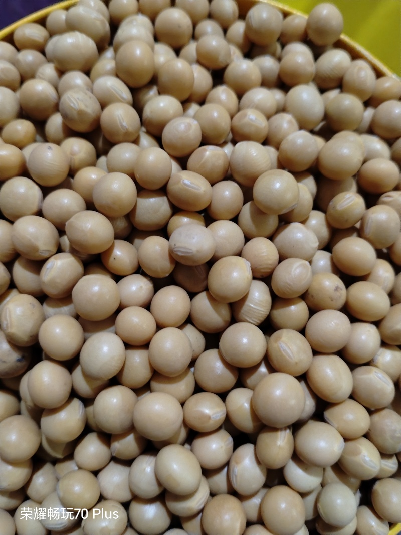 内蒙古高源大豆，适合打豆浆，生豆芽，做豆制品，味美香甜。