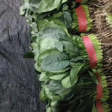 精品小菠菜，叶片大，颜色漂亮，长期有货，欢迎来电咨询