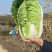 黄心大白菜