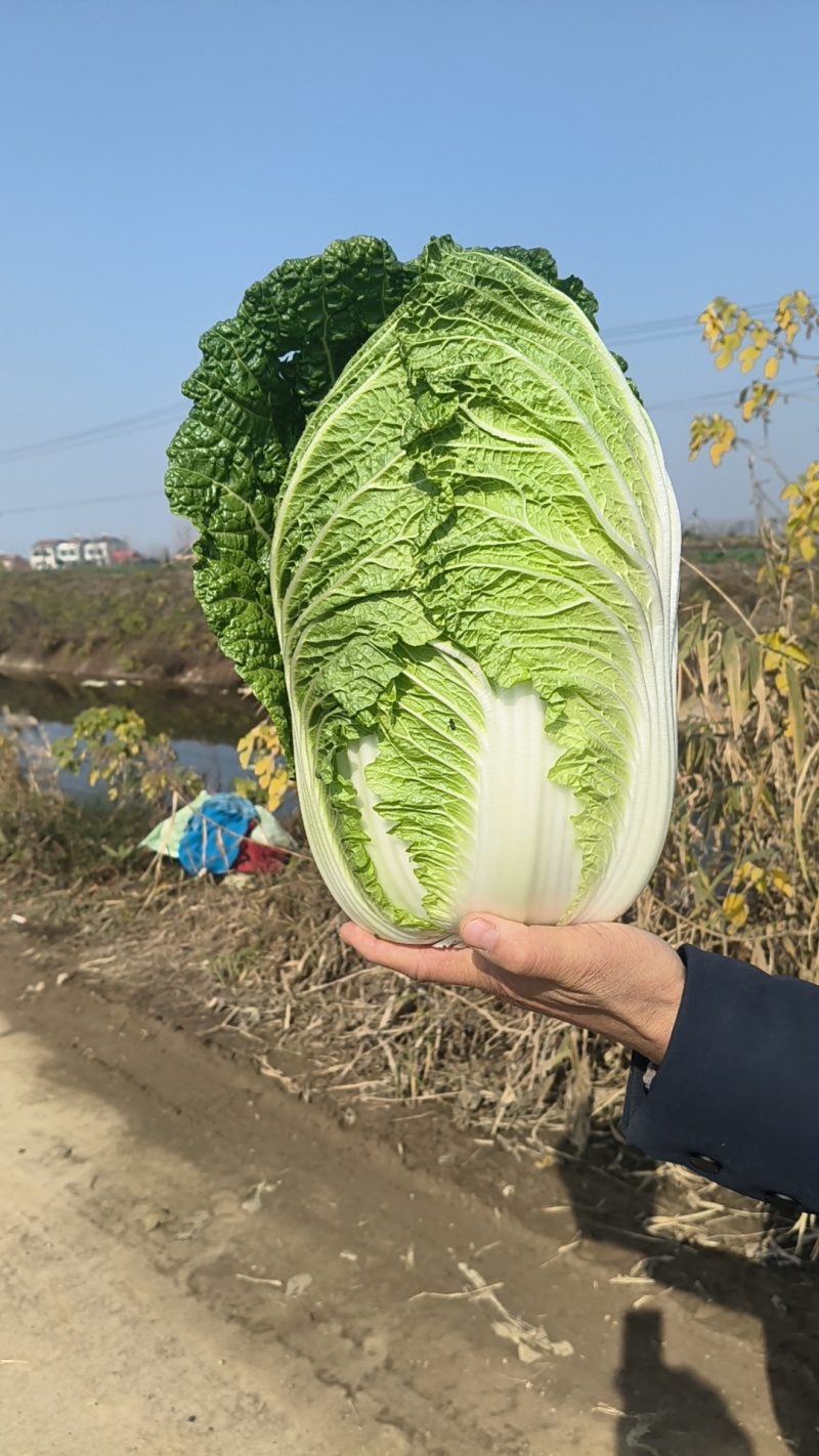 黄心大白菜