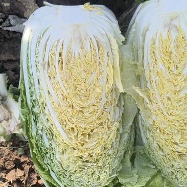 黄心大白菜