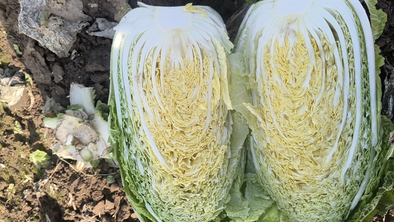 黄心大白菜