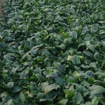 大棚菠菜