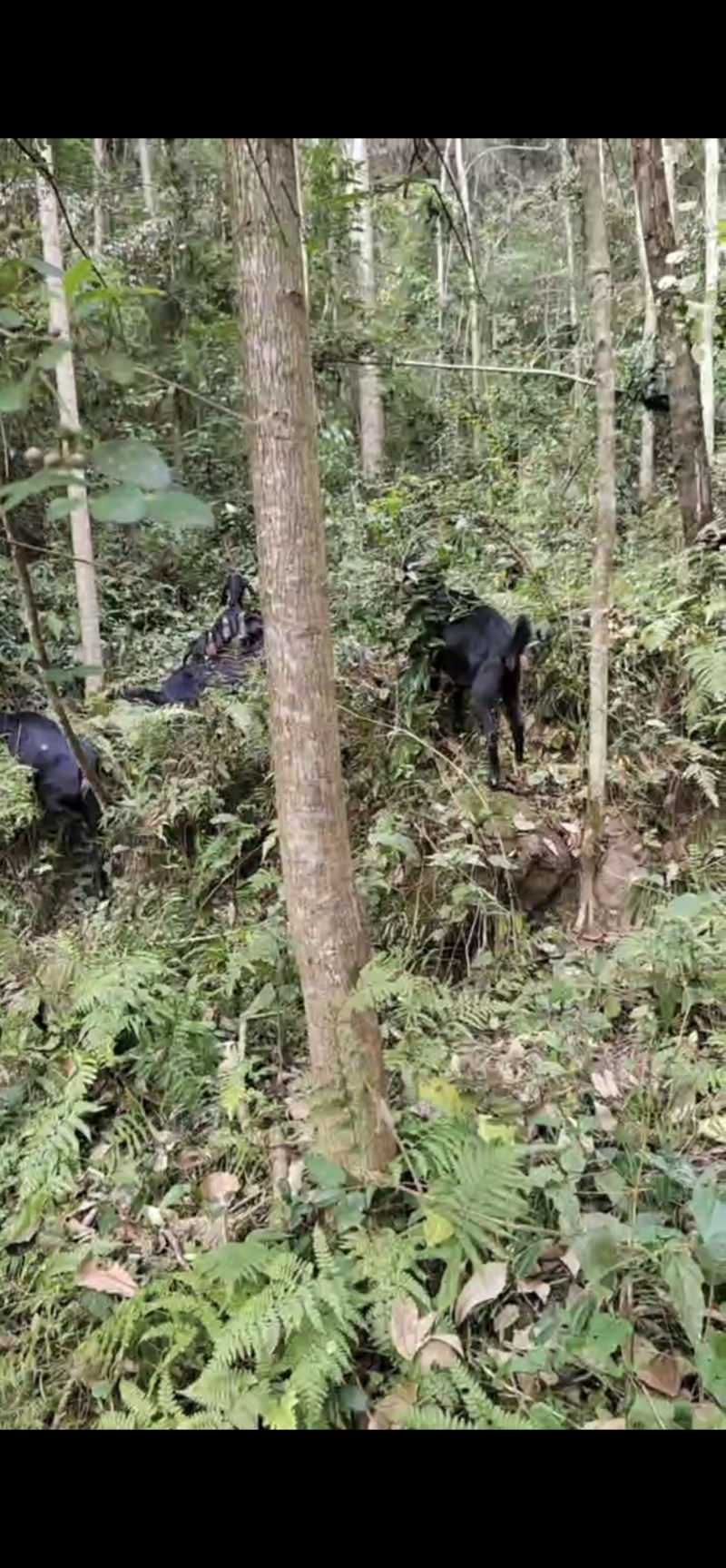 努比亚黑山羊售卖骚公羊