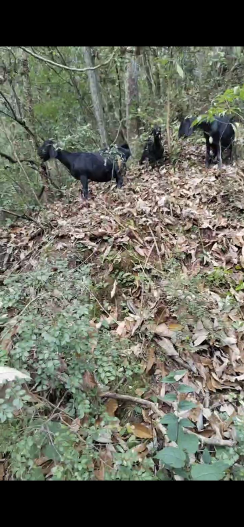 努比亚黑山羊售卖骚公羊