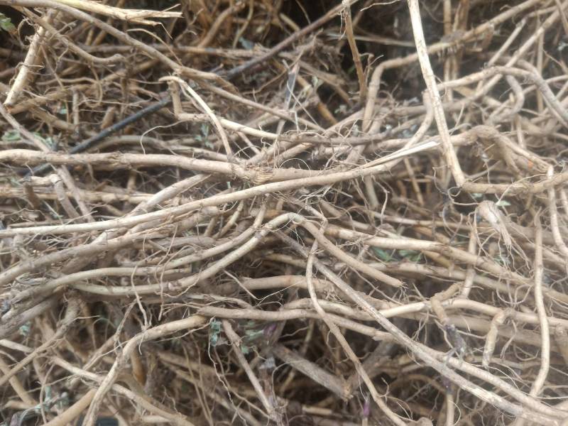 艾根野生新鲜现挖发货艾叶根老艾根艾草根五月艾根艾头艾苗根